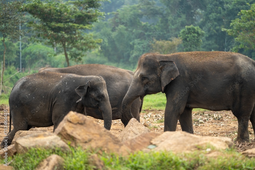 Scenic view of three small Sri Lankan elephants in the forest