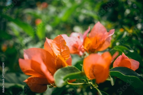 Vibrant display of orange Bougainvillea flowers against a lush backdrop of green plant foliage