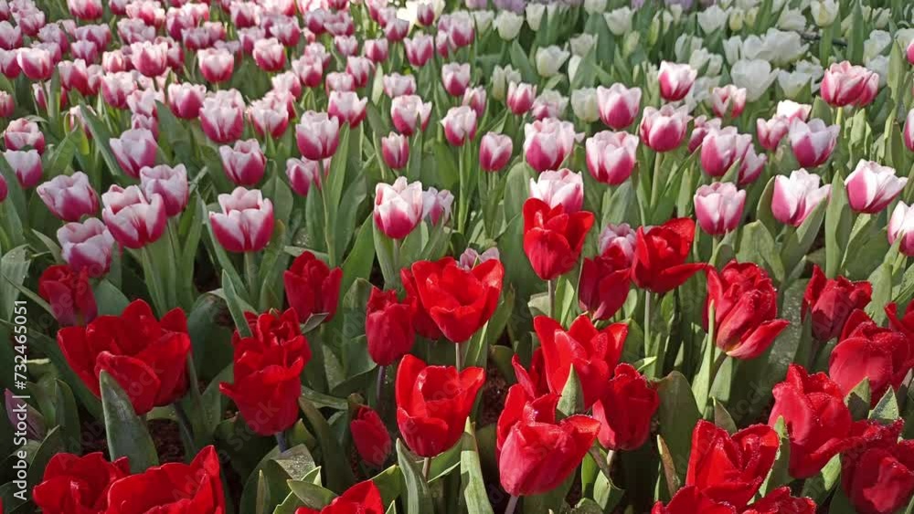 red white tulip flower growing decorating in garden red white tulip flower growing decorating in garden