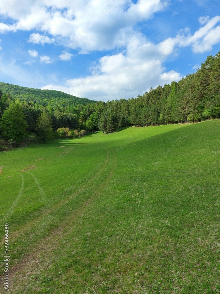 Grassy field near a picturesque backdrop of lush trees in the forest.