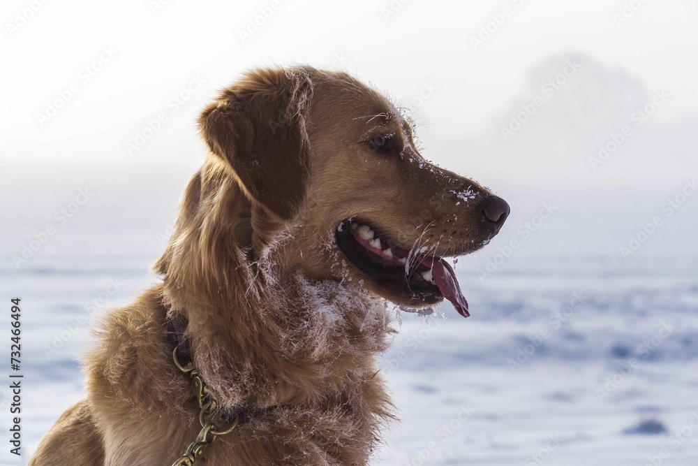 Close-up of a Golden Retriever in a winter outdoor setting.