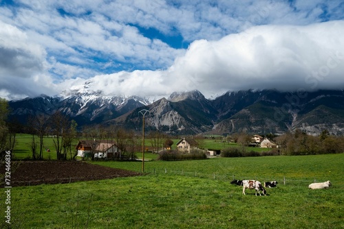 several cows grazing on grass with the mountains in the background