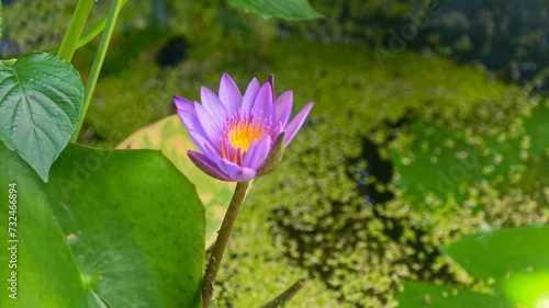 Beautiful purple water lotus blossoming in a serene pond  surrounded by lush green foliage