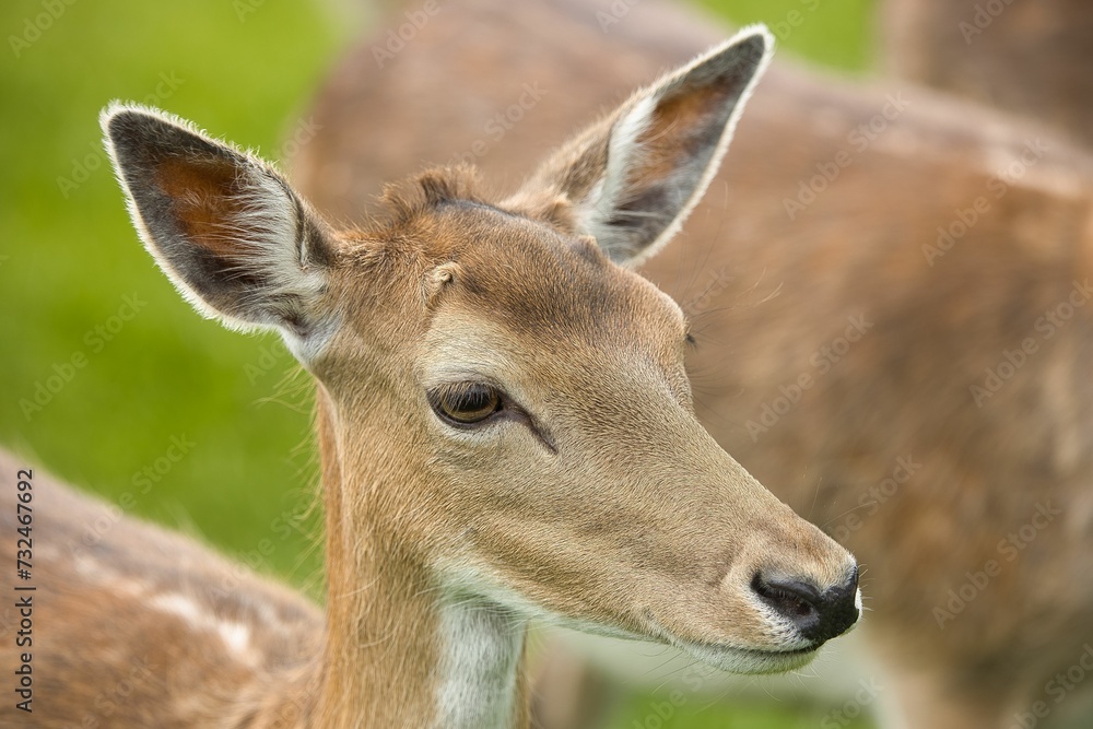 Close up of a small reindeer with a blurred background Close up of a small reindeer with a blurred background