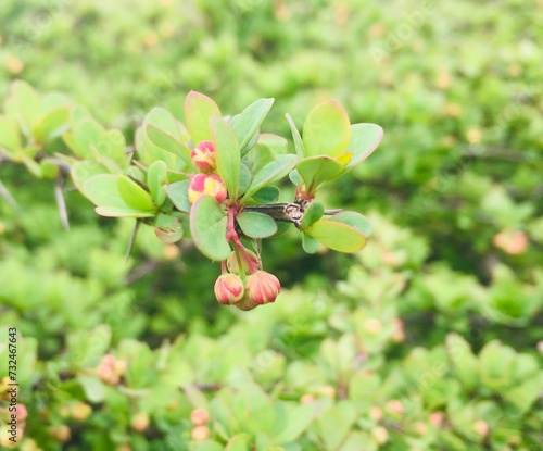 Closeup shot of a branch of Japanese barberry with buds and green leaves.