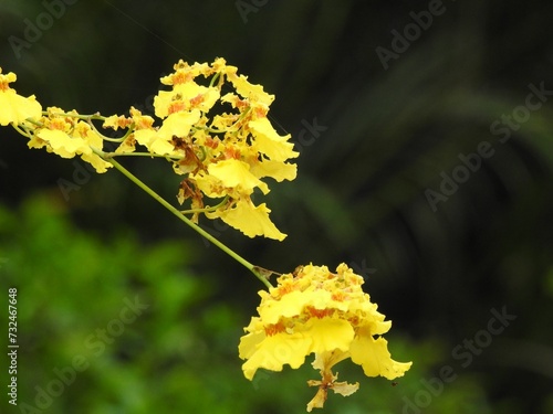 Vibrant yellow Oncidium flexuosum flowers grown in the garden photo