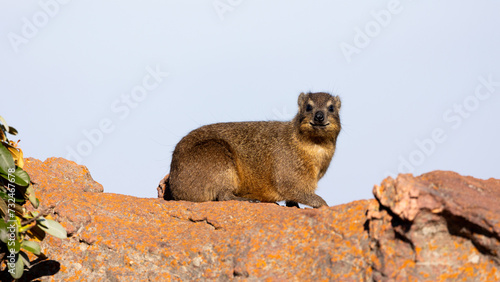 a rock hyrax on a rock © Jurgens