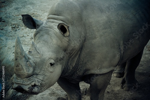 African Rhinoceros in its enclosure  looking out into its surroundings  Ceratotherium simum