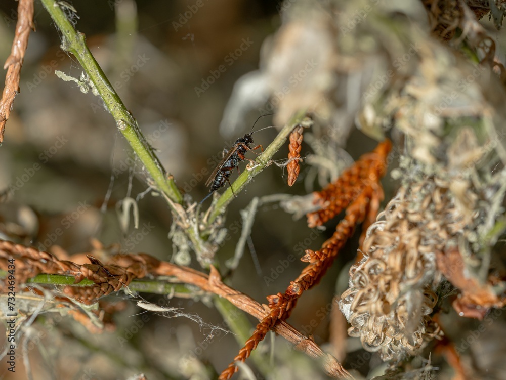 Closeup shot of a small insect perched on a green plant. Closeup shot of a small insect perched on a green plant.