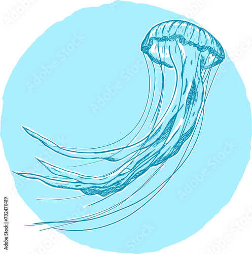 jellyfish on blue background