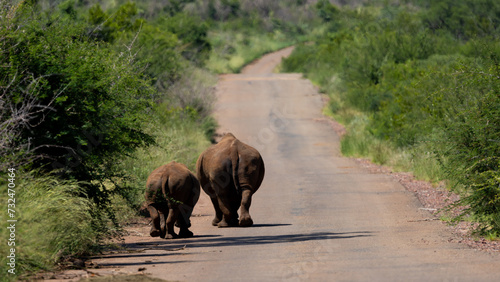 a white rhino cow and calf walking down the road