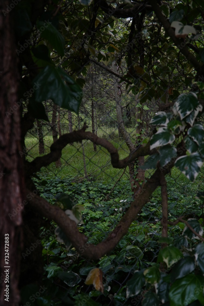 Fototapeta premium trees and bushes are pictured through the branches of some trees