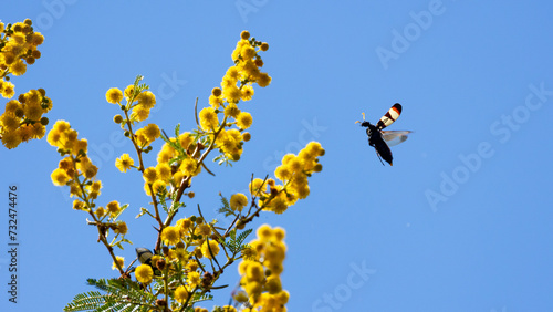 Blister beetle on yellow thorn tree flowers photo