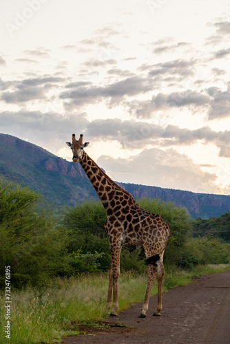 giraffe with a mountain background