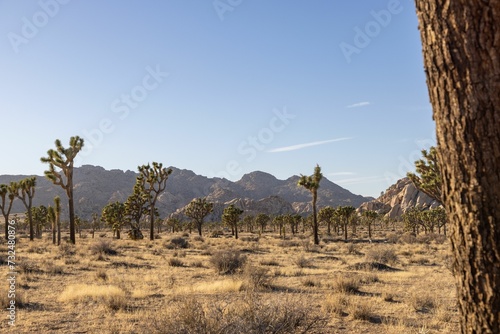 a big tree that is standing in the desert side way