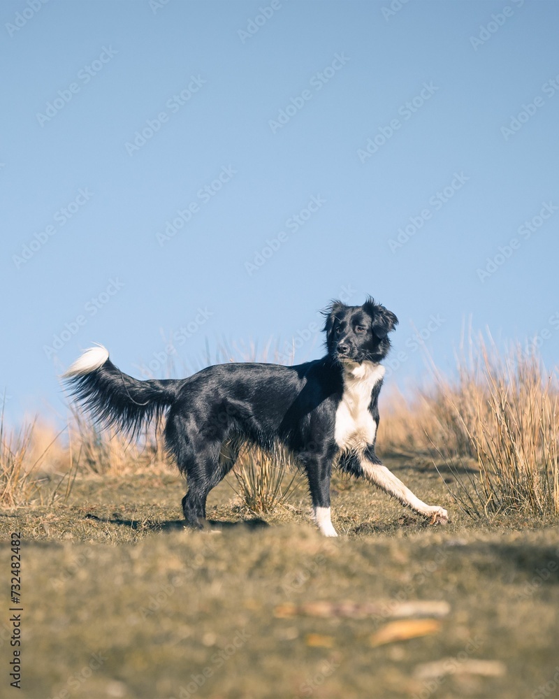 Border collie running through a lush green meadow Border collie running through a lush green meadow