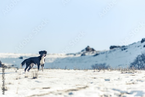 Border collie leaping through a winter landscape of freshly fallen snow