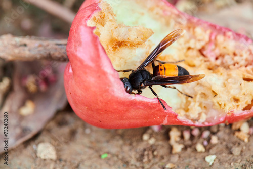 Vespa affinis eating fruit