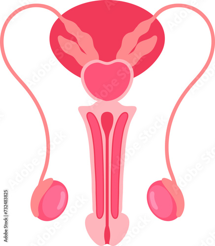 Human Anatomy Male Reproductive Organs System