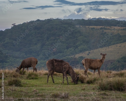 Herd of sambar deer in Horton Plains National Park  Sri Lanka