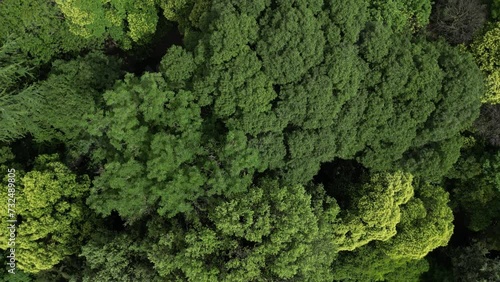 Drone view over green trees growing in a forest