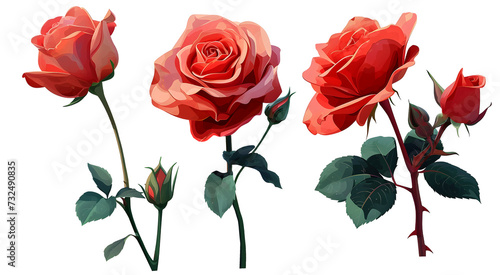 Rose illustration set