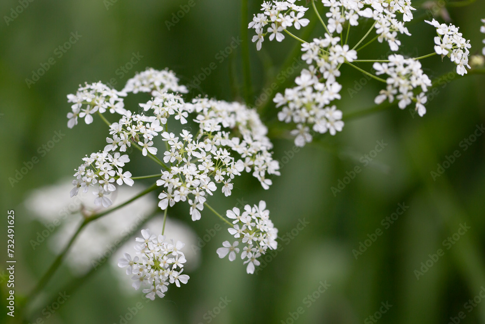 White Anthriscus sylvestris grows in the summer meadow. Cow parsley growing at the edge of a hay meadow close up
