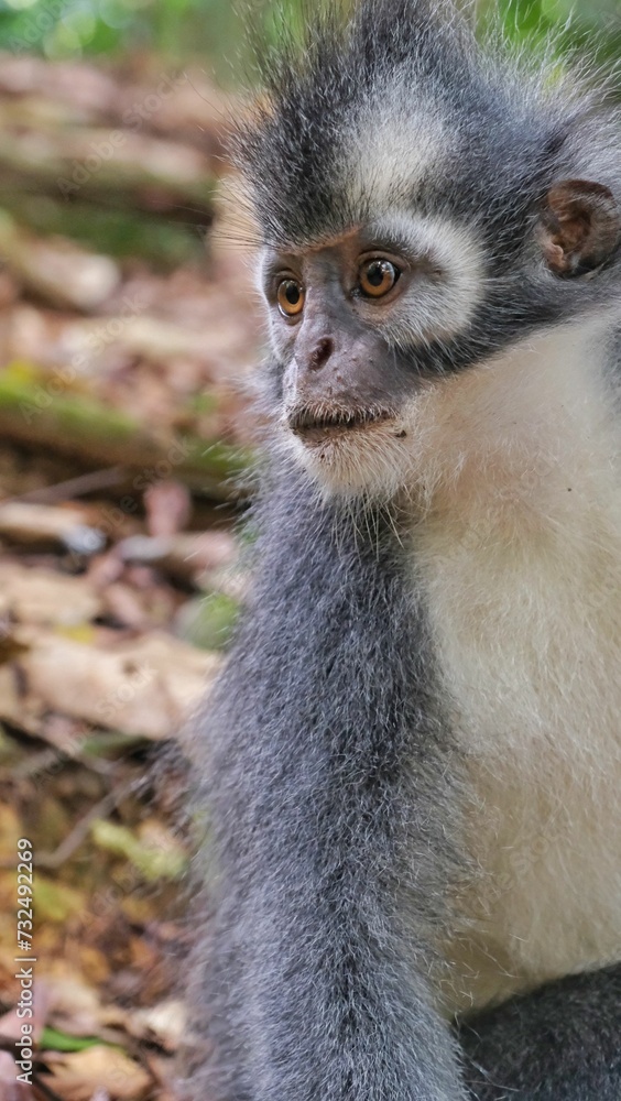 Closeup shot of Thomas's langur in its natural habitat. Sumatra, Indonesia.