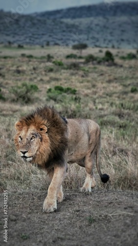 Lion in Masai Mara National Park of Kenya.