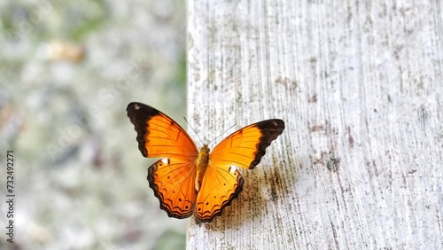 Canvas Print Close-up of Cirrochroa thais, the Tamil yeoman butterfly in Sumatra, Indonesia
