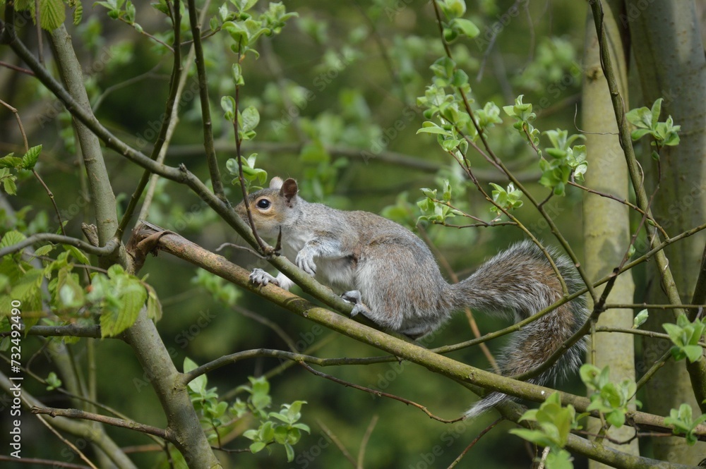Lively grey squirrel perched atop a lush green tree branch in a natural outdoor setting Lively grey squirrel perched atop a lush green tree branch in a natural outdoor setting