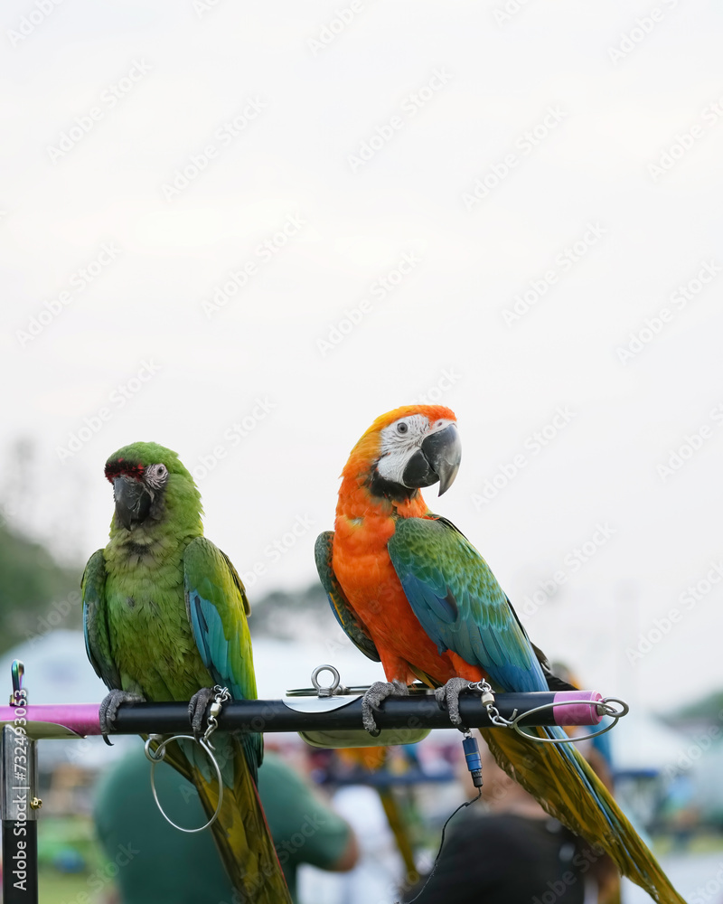 Obraz premium Catalina Macaw (macaw hybrid) free flying parrot 