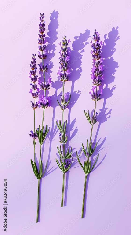 Naklejka premium Fresh bunches of lavender against violet pastel background with shadows. Minimalist aesthetic composition. Generative AI