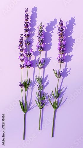 Fresh bunches of lavender against violet pastel background with shadows. Minimalist aesthetic composition. Generative AI