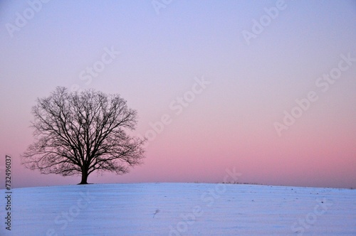 Idyllic winter landscape with a tree silhouetted against a beautiful pink and orange sky at sunset
