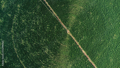 beautiful aerial photography of Coffee plantation, green farm