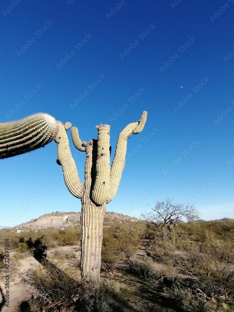 Saguaro cactus is pictured basking in the sun in Saguaro National Park, near Tuscon, Arizona