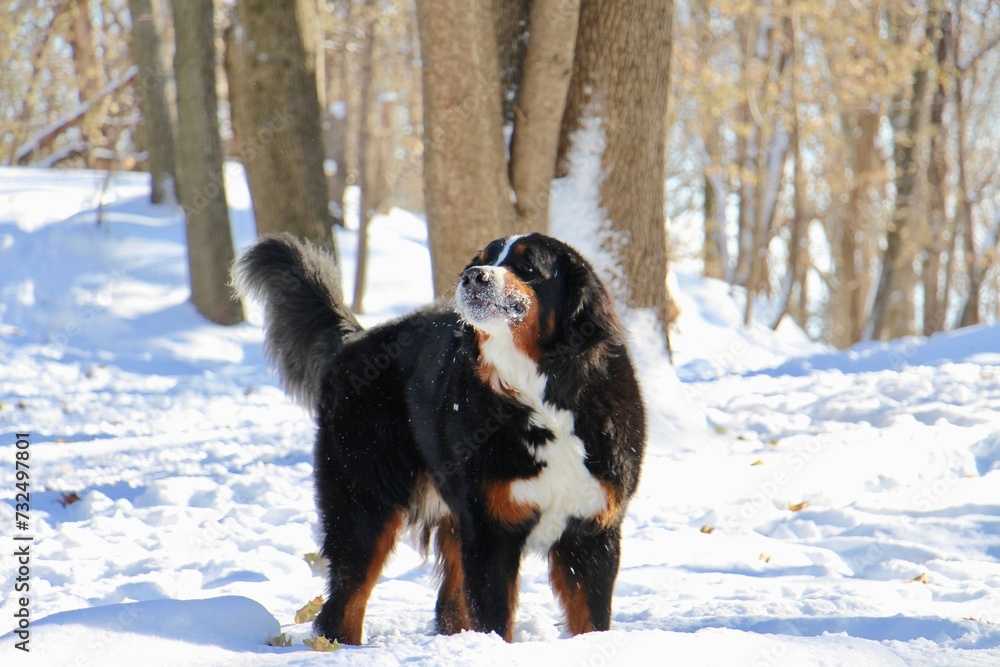 Beautiful shot of an adorable dog playing around in a snowy park Beautiful shot of an adorable dog playing around in a snowy park