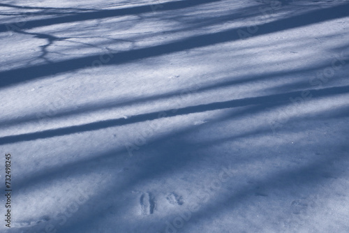 Blue shadows of trees on the snow surface