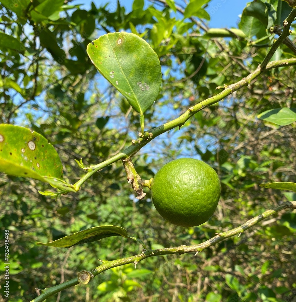 Closeup of growing lime on tree