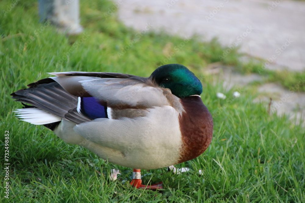 Obraz premium duck in the park