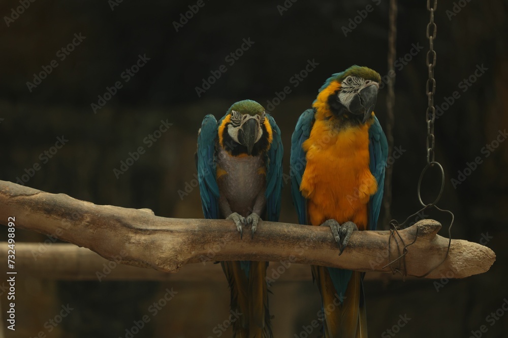 Pair of macaws perched on a tree branch, looking out into the distance