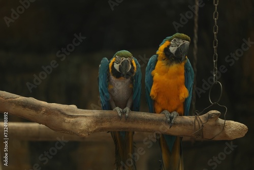 Pair of macaws perched on a tree branch  looking out into the distance