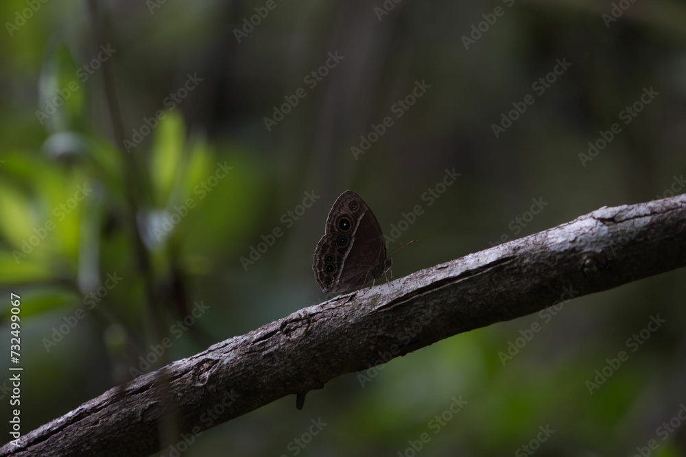 Lepidoptera insect perched atop a wooden branch in a vibrant and lush natural environment Lepidoptera insect perched atop a wooden branch in a vibrant and lush natural environment