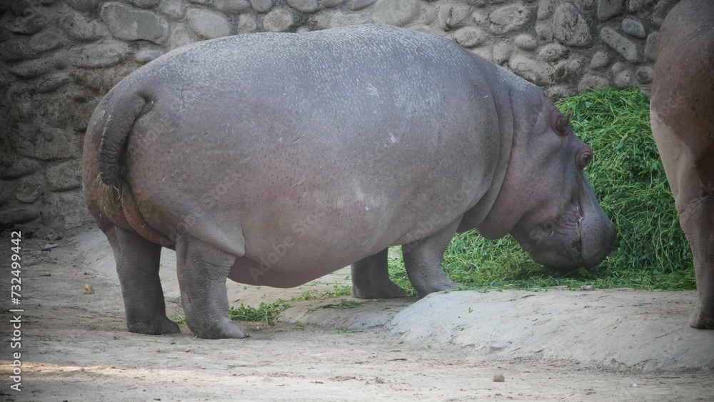 Closeup of a majestic hippo standing in a lush green on a sunny day Closeup of a majestic hippo standing in a lush green on a sunny day