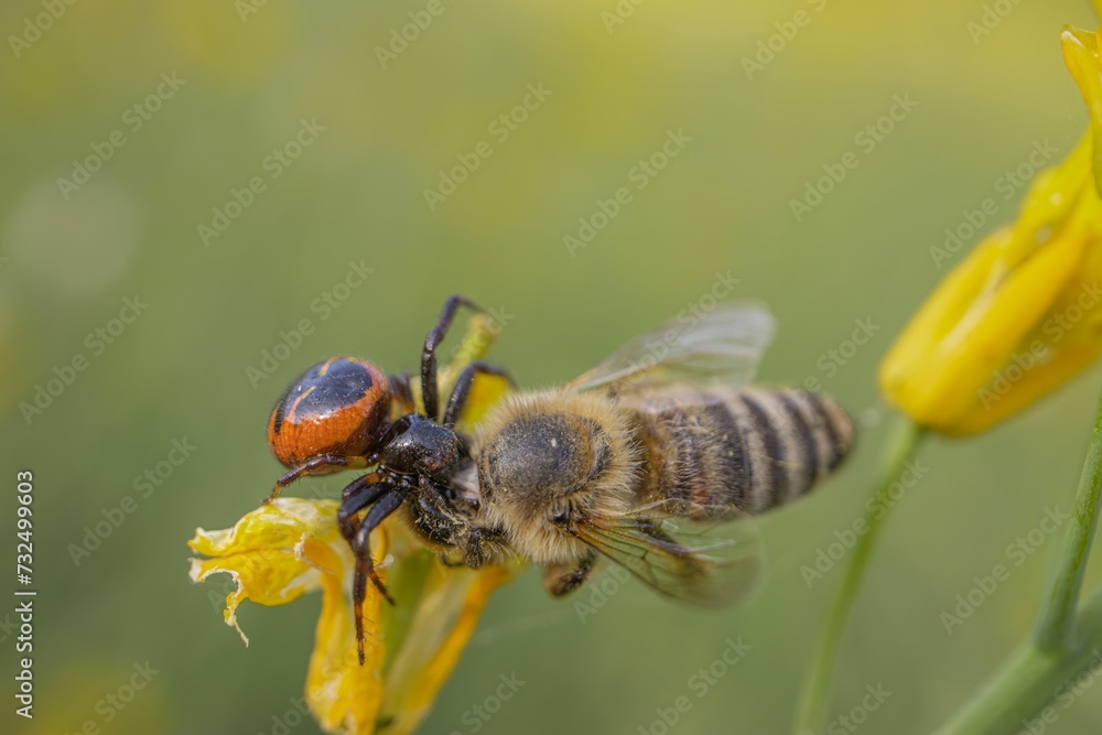 Close-up of a honeybee and a spider perched atop a bright yellow flower Close-up of a honeybee and a spider perched atop a bright yellow flower