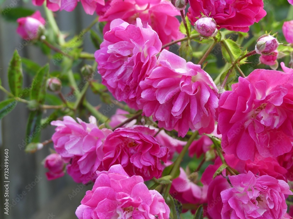 Vibrant pink flower bush with blooms on the background of lush green foliage