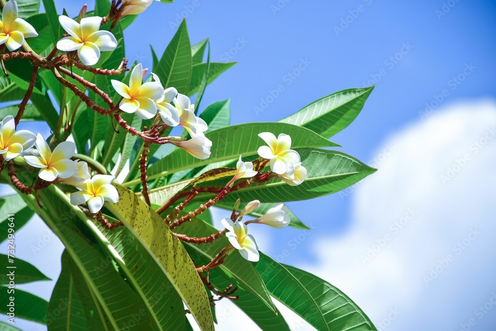 Obraz premium Vibrant display of Plumea flowers illuminated by sunlight streaming through a nearby tree