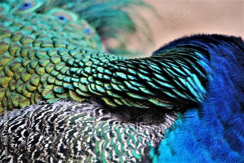 Fototapeta Naklejka Na Ścianę i Meble -  Closeup shot of peacock feathers
