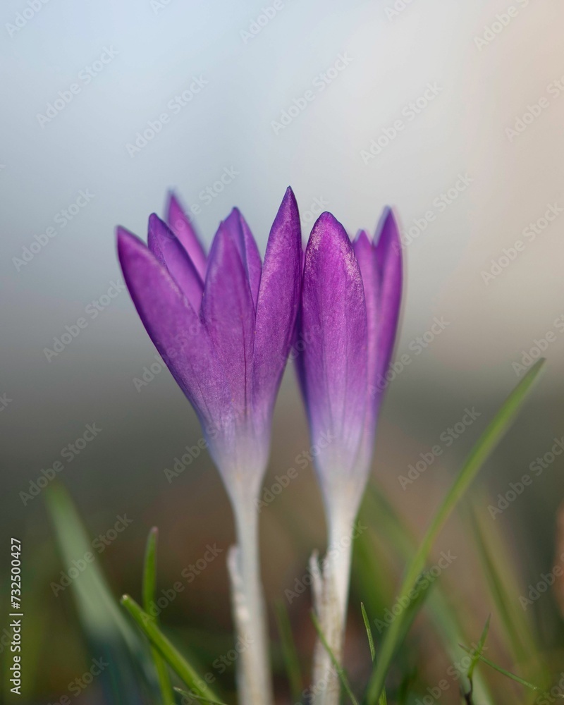Stunning purple Croccan flowers blooming in a natural outdoor setting, with a lush green plant